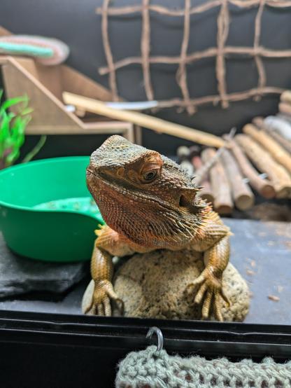 Bearded dragon facing the camera, leaning against a rock, giving a real judgy side eye.