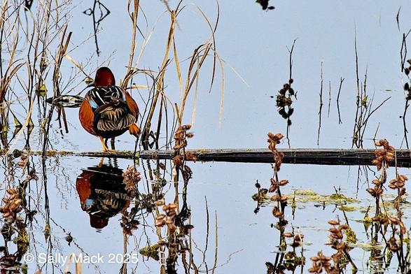 Color photo of a male brownish-red cinnamon teal with black on his back and striped white markings faces away from the camera. His blue speculum can be seen on one side. The small, round bird is balanced on one leg on a floating log, the other stretched out behind him. Bird and log are reflected in still water. Various small, vertical yellowish plants can be seen throughout the picture.