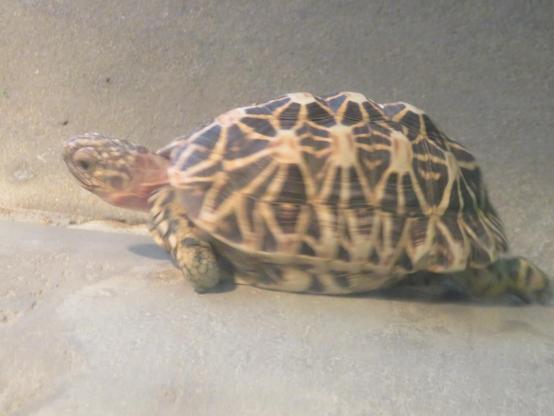 A tortoise with yellow tracery pattern on its black shell.
Photos taken last year.