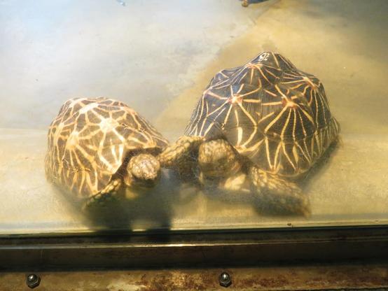 Two tortoises.
Photo taken through the glass.