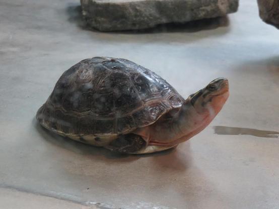 A turtle is stretching and raising its neck.
It has a black shell.