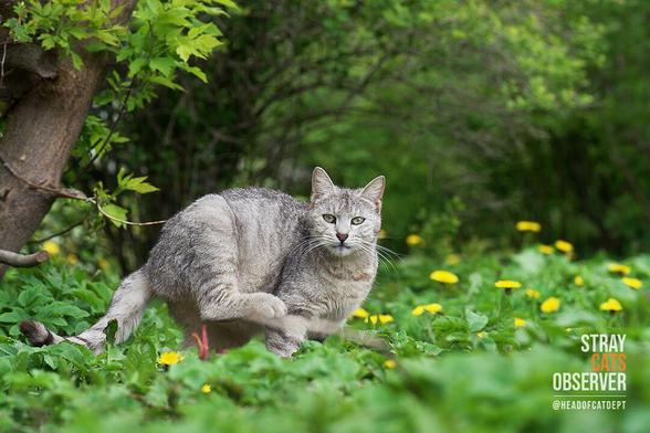 A grey tabby cat stamps its hind leg as it watches us
