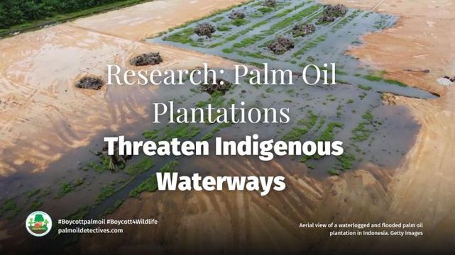 Research: Palm Oil Plantations Threaten Indigenous Waterways