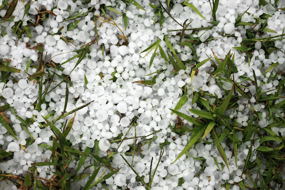 Many small hailstones scattered among blades of green grass.