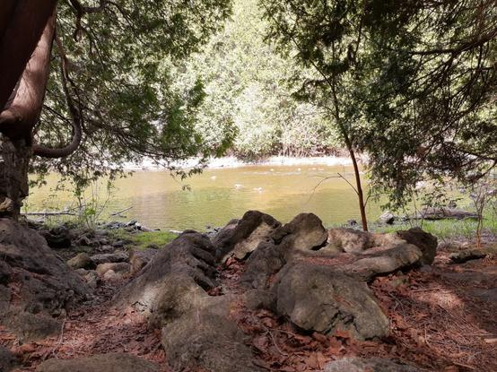 Photo from my lil nature hidey hole today. Sitting on the ground under a bunch of cedar trees, there's rocks clustered in the foreground and a triangular window between leaning trees looking out onto a sunlit shallow river. At one point a goose slid down the rapids, ran into a rock, hopped up on it disgruntled and trying to look cool like nothing awkward happened as the second goose came down smoothly.