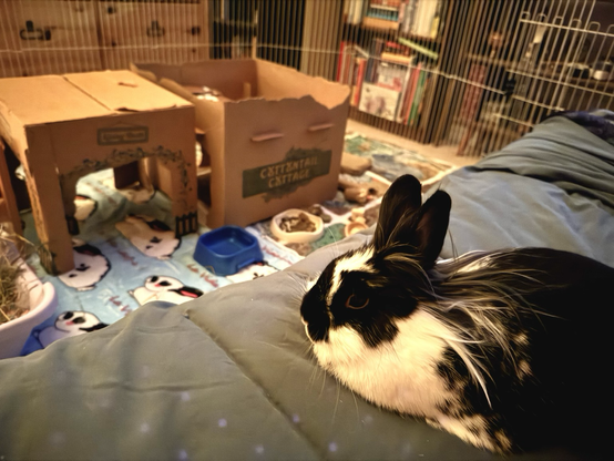 Bunny has hopped up on bed and is resting comfortably, quite pleased with her new bedtime arrangement.