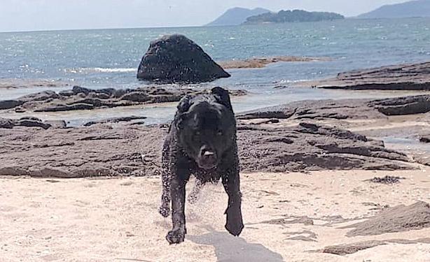 Black Labrador dog running on the beach