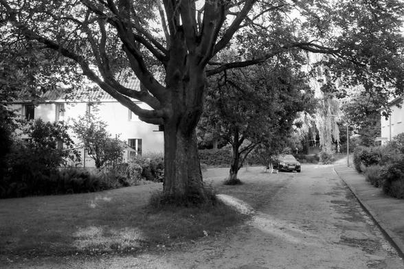 Big tree