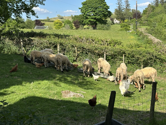 Some sheep eating from troughs in a field on a sunny day. There are chickens trying to eat the sheep’s food.