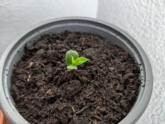 A tiny apple tree sapling in a grey pot. It only has four tiny leaves and it at most 3 cm high.