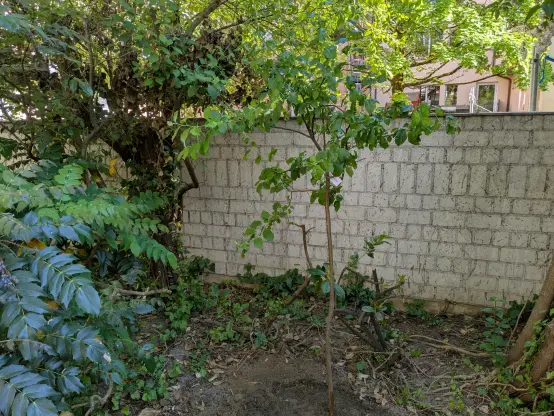 The same apple tree planted in the garden of the house. It's over 2 meters high.