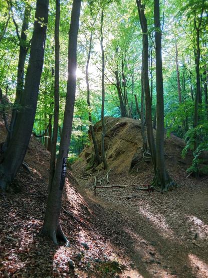 Felsen und Morgenlicht im Buchenwald.