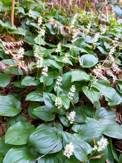 Schattenvegetation im Wald, Bodendecker: Zweiblättrige Schattenblume (Maianthemum bifolium) .