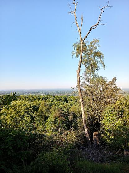Blick von den Hermannshöhen in Richtung Gütersloh: Wald, weite Ebene.