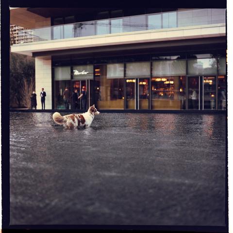The image shows a dog walking through water in a refection pond next to a building under an overcast sky.
