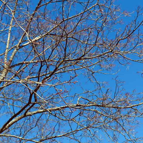 Bare tree branches stretch across a clear blue sky in springtime.