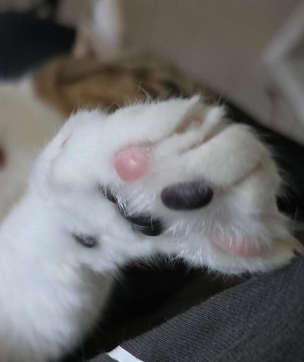 Eine Katzenpfote wird ins Bild gestreckt