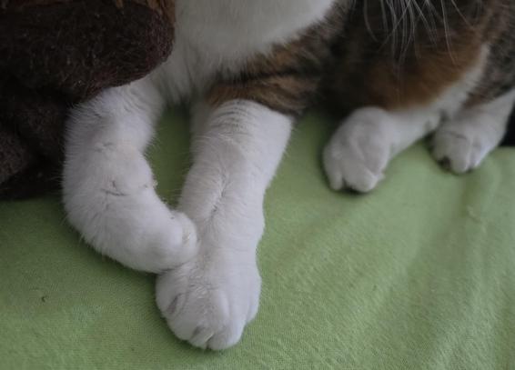 Vier Katzenpfoten