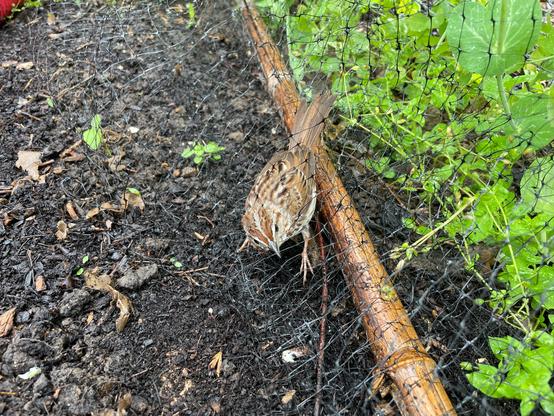 Sparrow tangled inside fine black plastic netting next to a row of peas.