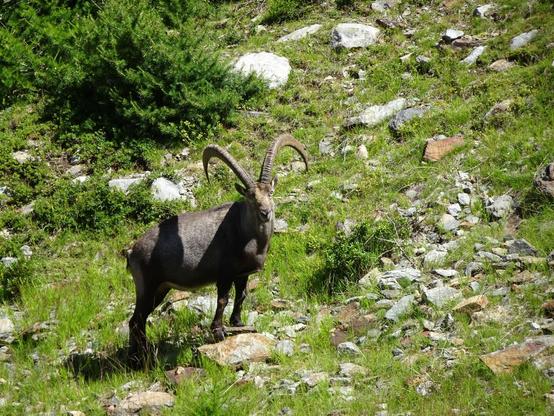 An alpine ibex standing on some rocks in a grassy mountain slope
