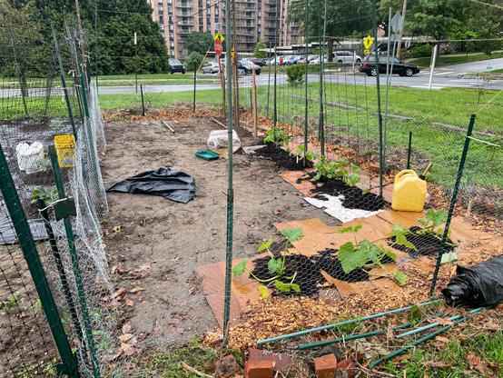 Fenced plot of bare soil planted with several squash plants and beans that are surrounded by wet cardboard and dark brown leaf mulch.