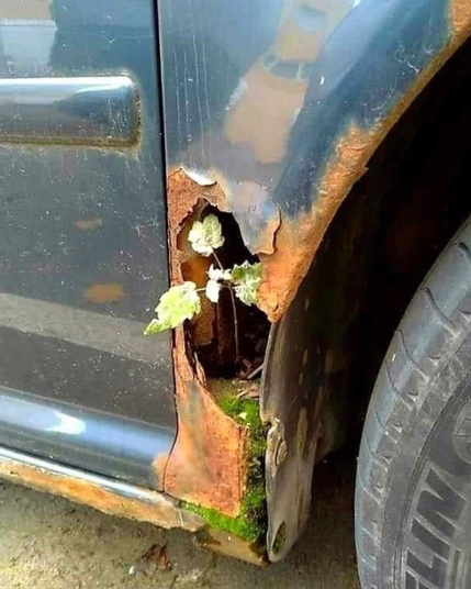 The lower A pillar of a maybe dark petrol metallic (probably 90s) car with a large rusty hole at the bottom of the A pillar with a small plant and some moss growing out of the hole.

Source: unknown, internet find (by a friend) — I'm happy to refer to the source if someone knows it.