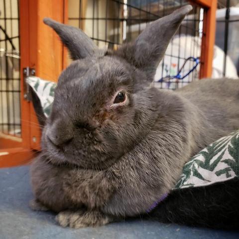 Closeup of a small grey rabbit with her front paws peeking out from beneath her dewlap.