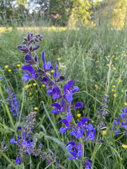 Wiesensalbei (salvia pratensis) in der Flutmulde