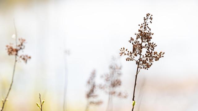 The image shows clusters of small, dried plant seeds or flowers on slender stems, set against a blurred, light background. The composition is minimalistic, emphasizing the delicate and intricate details of the plant.