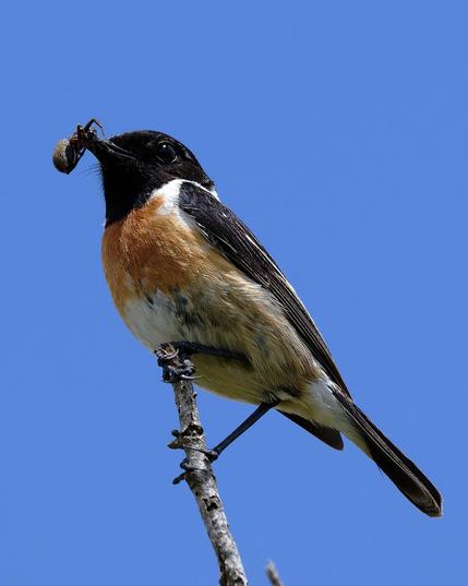 Un mascle de bitxac comú enfilat en una branqueta amb una aranya al bec.