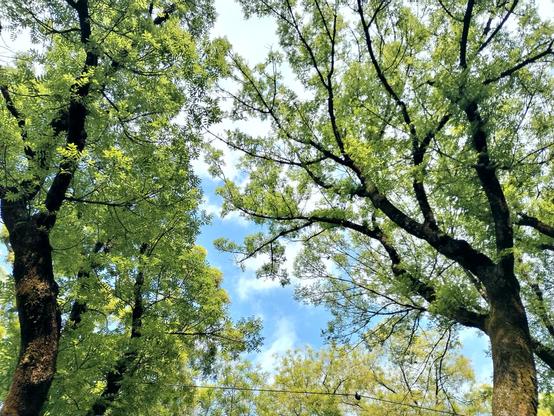 Slightly oversaturated horizontal photo of leafy trees.
It's looking from the bottom up, so that there's a bit of very blue sky and some very white clouds in the background.
The leaves are backlit by the sun and appear almost yellow.