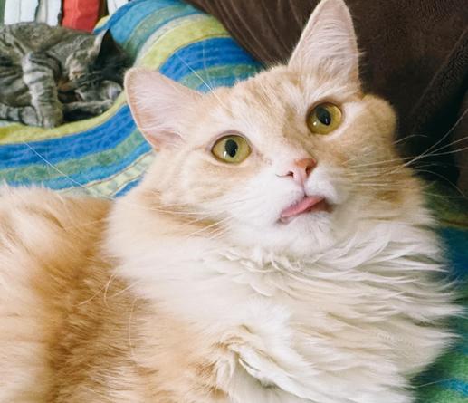 A cream ginger cat with her pink tongue out in a way that she doesn't seem aware of it while she looks up at the camera. Her eyes are amber and her nose is pink with a splash of peach. She's on a blue-yellow blanket and her tabby sister is asleep off in the background.