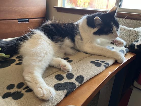 A medium-hair tuxedo cat lying on a cat mat on a desk. He's cleaning one front paw, so his tongue (and the toe beans on that paw) are visible. The toe beans on one rear paw are visible, too. He's very intent on his grooming work.