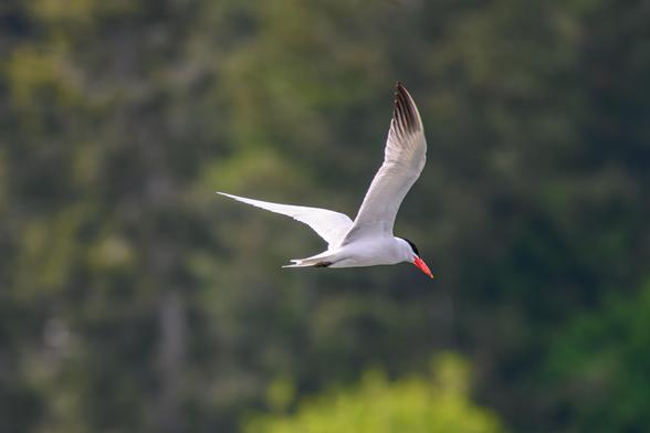 Color photo.  A Caspian Tern in flight.  It is a white bird with black wingtips, a black 'cap', and brilliant red-orange beak.