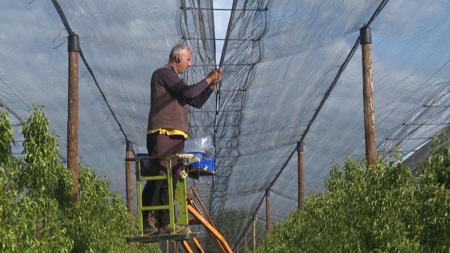 📽️ Els agricultors de Lleida demanen ajudes per cobrir els camps de fruiters de xarxes antipedra