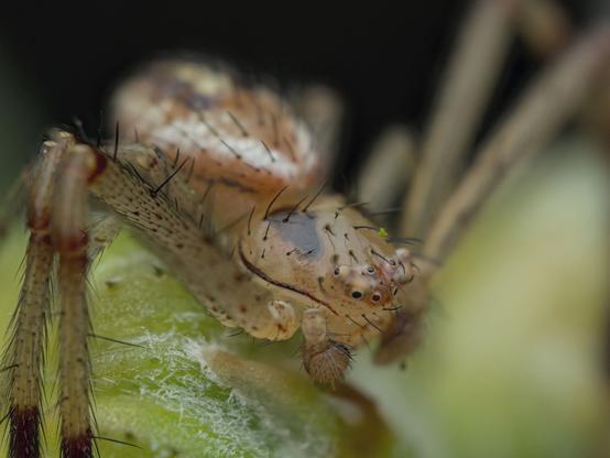 A macro photo of a spider on top of a plant with a little green piece of green on its head