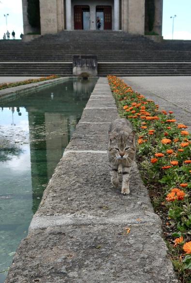 cat walking towards the camera, in front of a church, surrounded by orange flowers and a lake