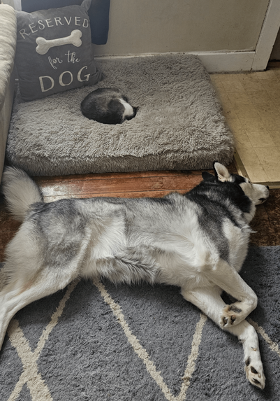 A photo of a cat and a large husky. The cat is sleeping on a large dog pillow while the husky is forced to lay on the floor.