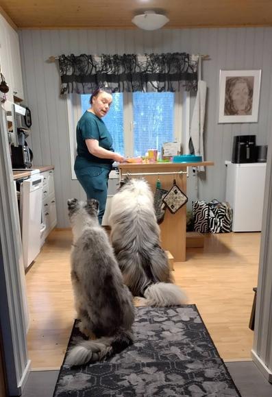 Ihminen keittiösaarekkeen äärellä. Kaksi koiraa istuu ja pummii juustoa. "