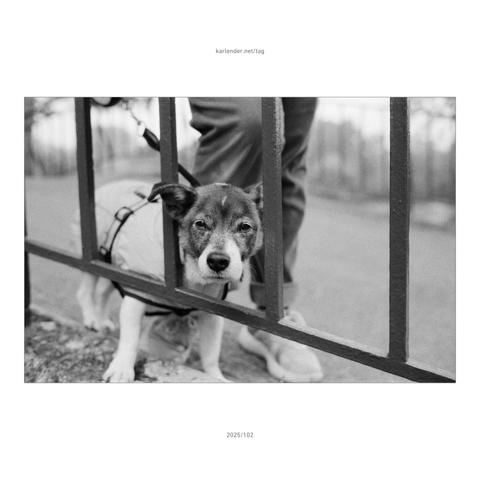 This winter, Nanuk was still quite brave and even went for walks with us in the freezing cold.