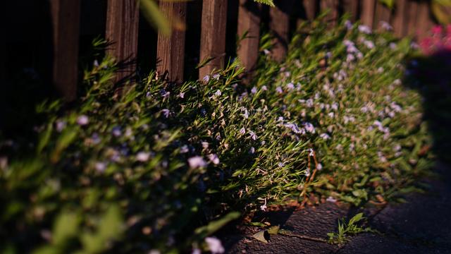 Grünzeug wächst aus einem Garten raus auf den Fußweg