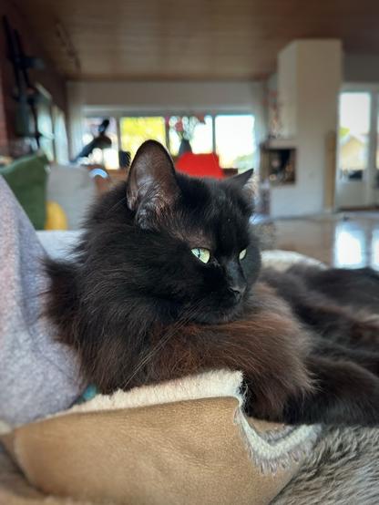 A black cat lying on a pair of slipper clad feet with her eyes half closed. In the background you can see a living room.