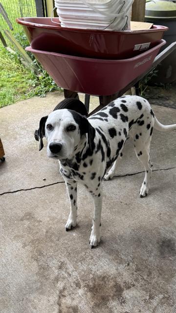 A spotted Dalmatian, mid wag