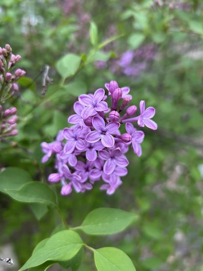 A smallish cluster of light purple lilac flowers in bloom. Each has four oval petals but they are joined together like they were cut from the same cloth.