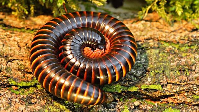 A giant African millipede coiled in a protective spiral on forest floor debris, displaying its segmented exoskeleton with alternating black and reddish-brown bands.