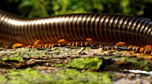 A giant African millipede coiled in a protective spiral on forest floor debris, displaying its segmented exoskeleton with alternating black and reddish-brown bands.