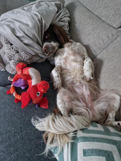 a springer spaniel snoozing on her back with a blanket as a pillow and her favourite dragon toy next to her