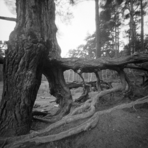 Photograph of a tree growing on the edge of an embankment where the sandy soil has eroded exposing huge roots