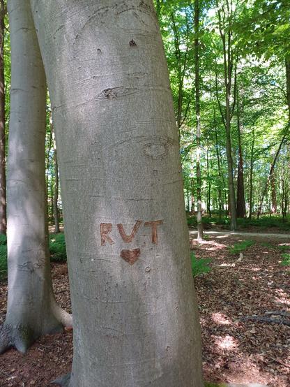Boom in het bos waarin de letters RVT en een hartje gekrast zijn.