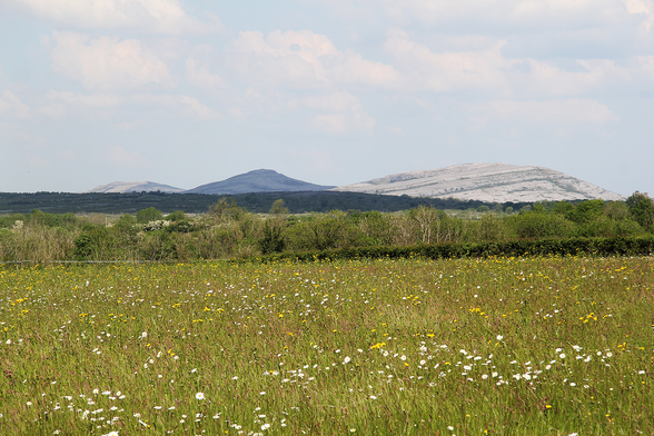 Landscape photograph showing limestone karst hills in the background, hedgerows, trees and scrub in the middle ground, and a flower-rich meadow with lots of ox-eye daisies in the foreground.